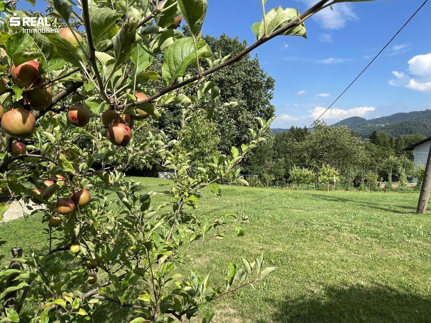 Sonniger Garten mit Apfelbäumen und weitem Blick über die grüne Landschaft.
