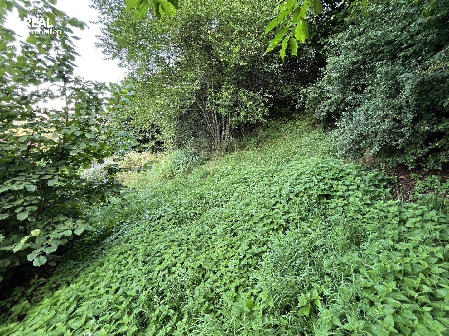 Naturbelassener, bewachsener Hangbereich mit dichtem Grün und Bäumen im Hintergrund.