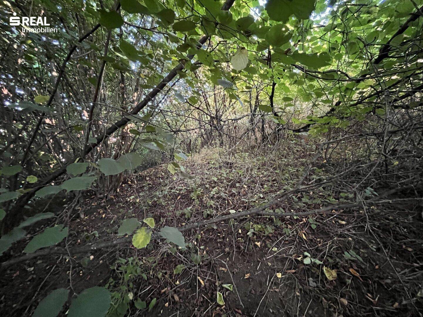 Dicht bewachsener, naturbelassener Bereich mit vielen Sträuchern und Unterholz.