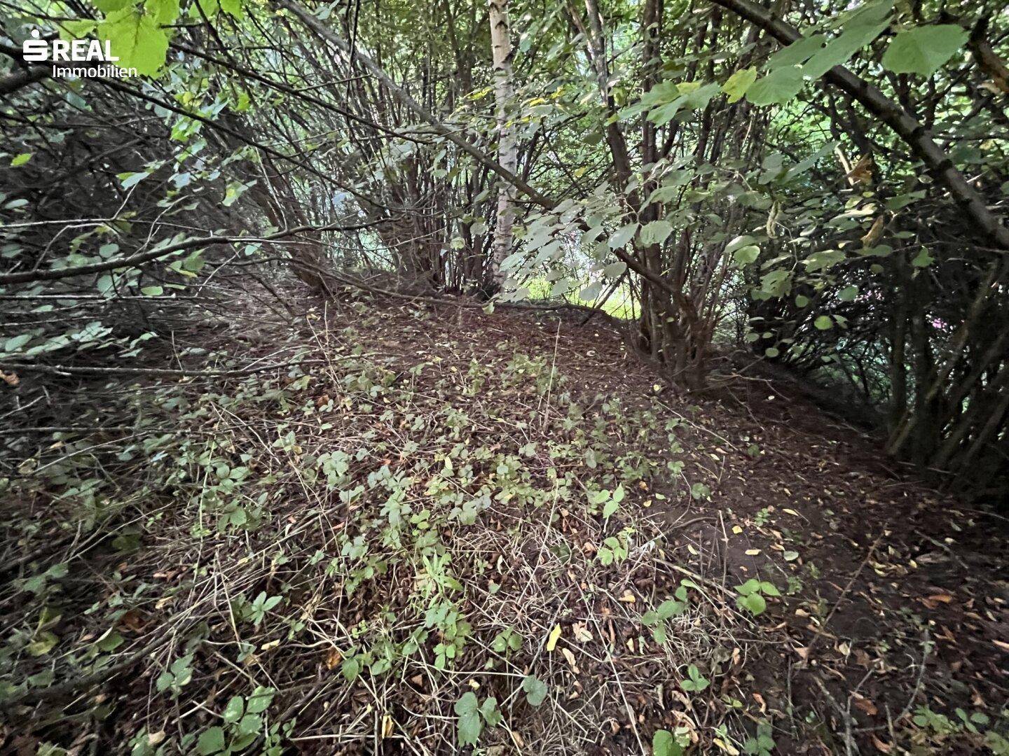 Wild bewachsener Hangbereich mit dichtem Unterholz und Bäumen im Hintergrund.