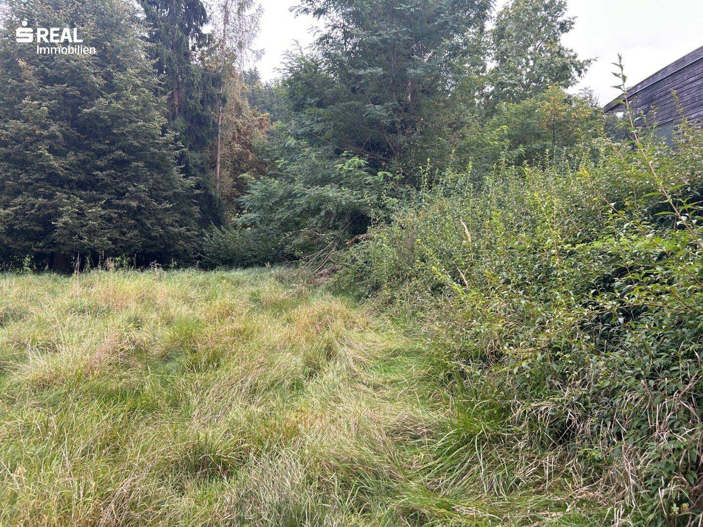 Ungepflegte Wiese mit hohem Gras und umgebenden Bäumen und Büschen.