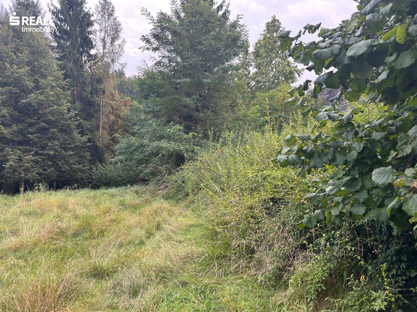 Grüne Wiese und dichte Vegetation mit Bäumen und Sträuchern auf dem Grundstück.