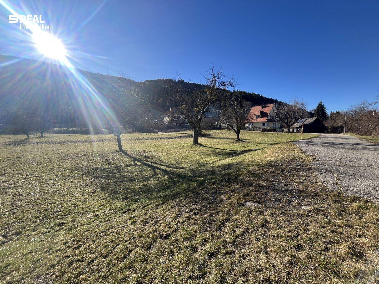 Sonniger Blick über ein weites Feld mit Bäumen und bewaldeten Bergen am Horizont.