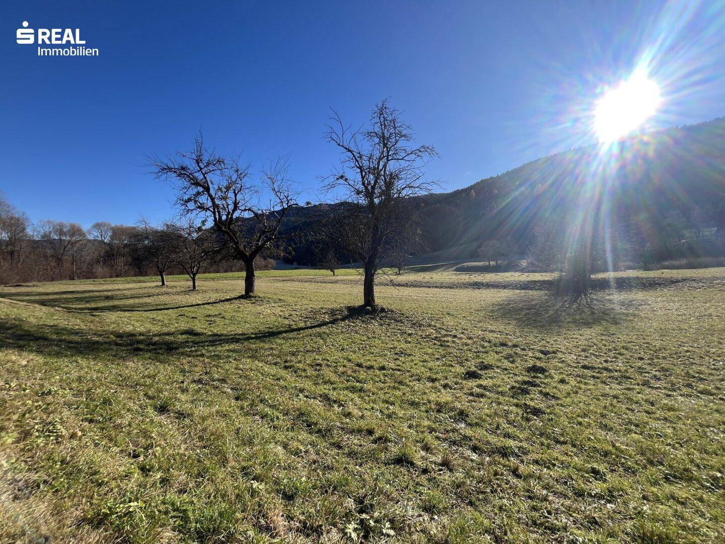 Sonniger Tag über einem weiten Feld mit vereinzelten Bäumen und bewaldeten Bergen im Hintergrund.