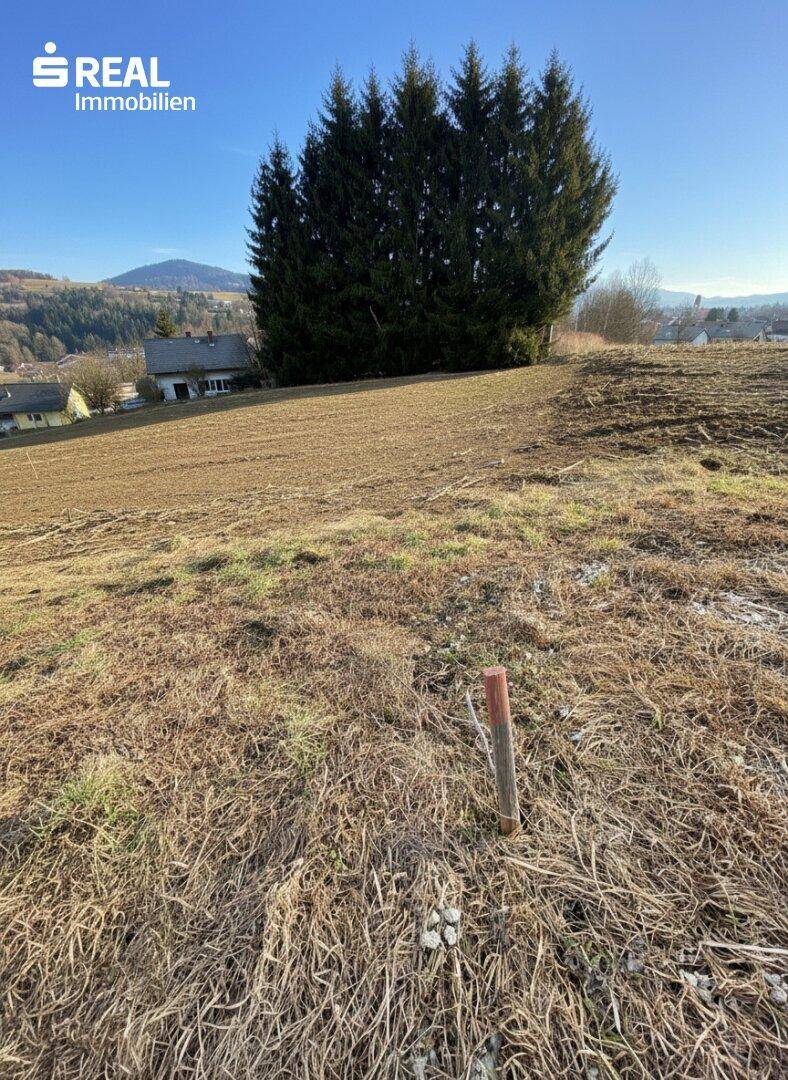 Sonniges, großzügiges Baugrundstück - Ansicht 5