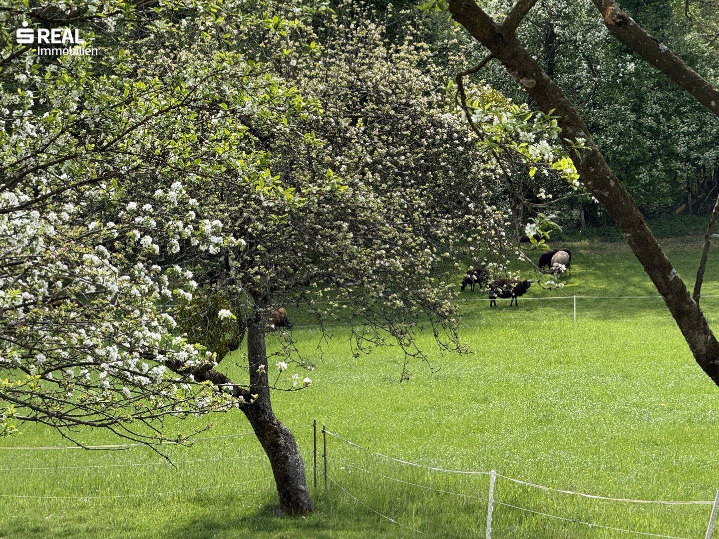Grüne Wiese mit blühenden Bäumen und Schafen im Hintergrund, umgeben von ländlicher Idylle.