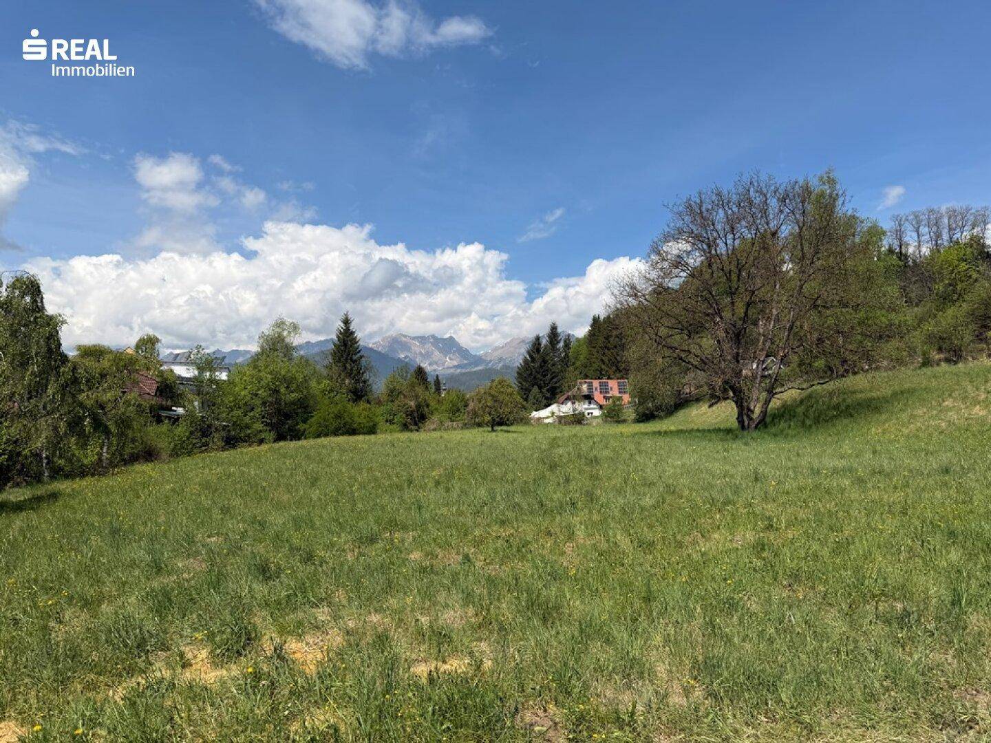 Offenes grünes Feld mit einem markanten Baum und Panoramablick auf die Alpenkette im Hintergrund.