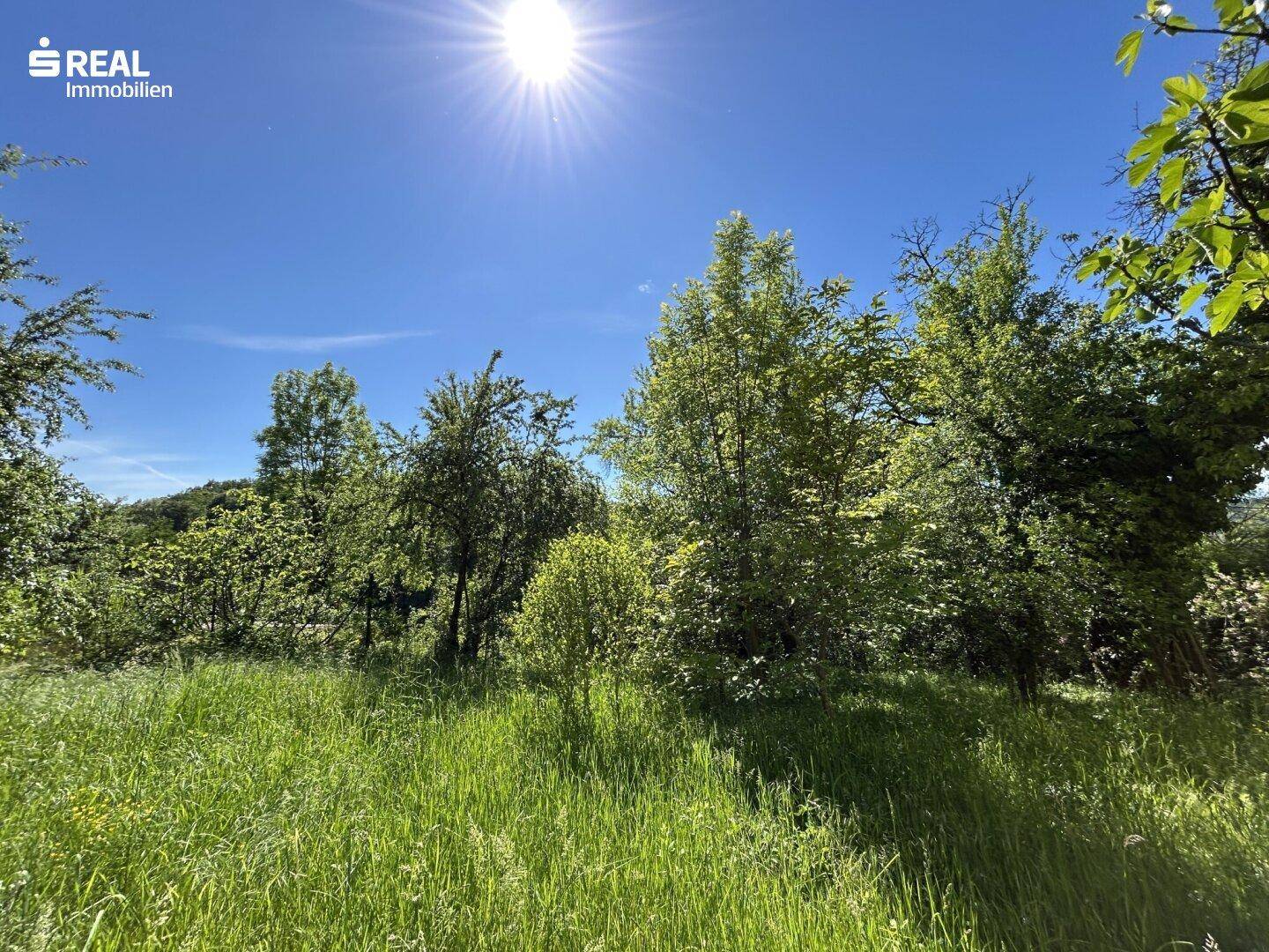 Sonniges, verwildertes Feld mit hohem Gras und verschiedenen Bäumen unter blauem Himmel.