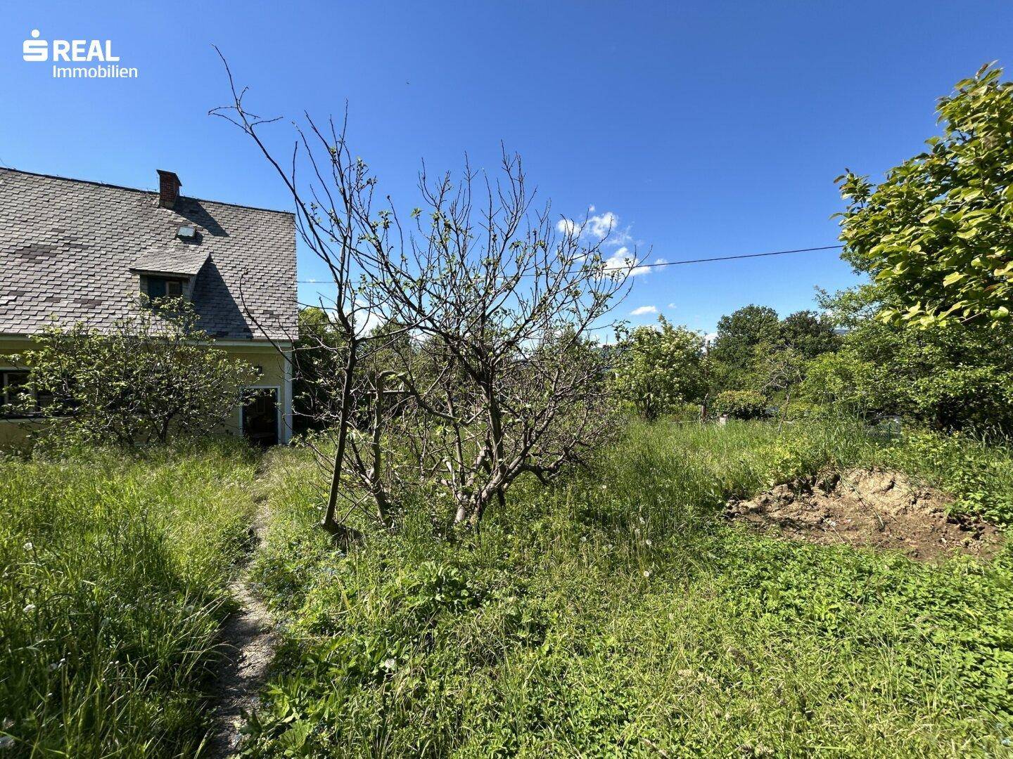Weiterer Blick auf den verwilderten Garten mit jungen Bäumen und hohem Gras, das Haus im Hintergrund.