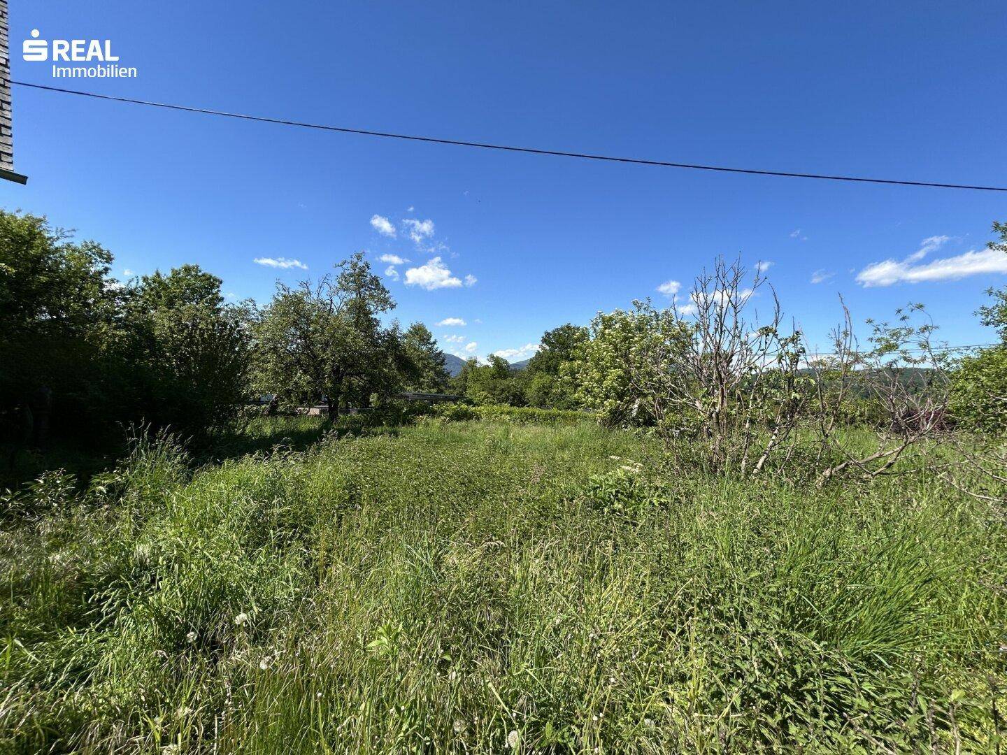 Weitläufiger Blick über das verwilderte Feld mit hohem Gras, Bäumen und Bergen in der Ferne.