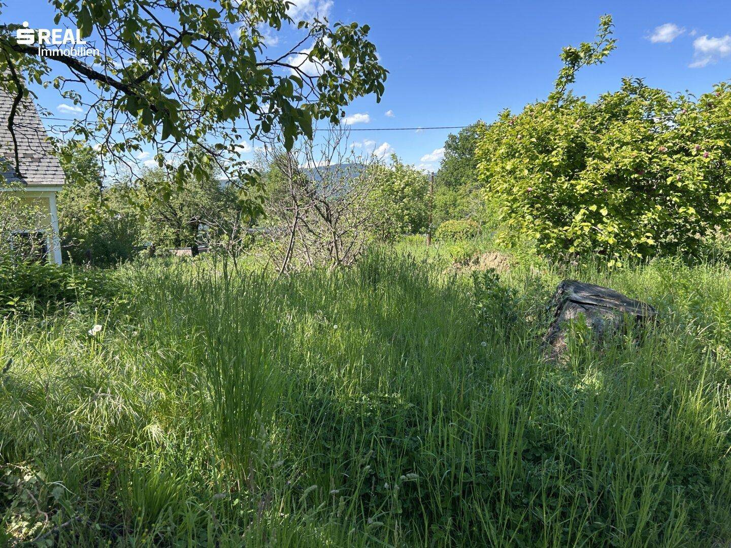 Verwilderter Gartenbereich mit einem Baumstumpf im Vordergrund und dem Haus im Hintergrund.