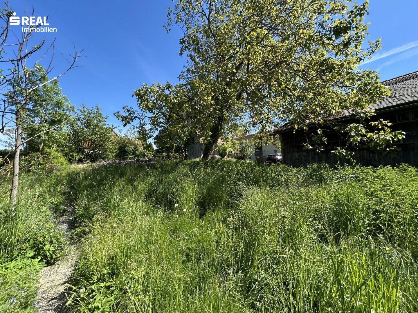 Verwilderter Gartenbereich mit einem großen Baum und hohem Gras, das Haus ist teilweise sichtbar.