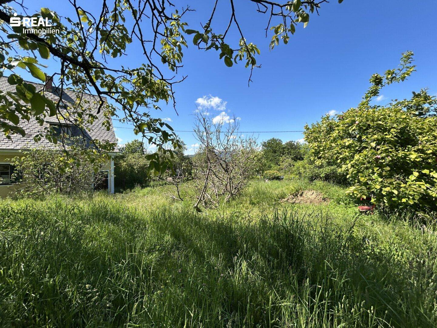Blick auf den verwilderten Gartenbereich mit hohem Gras und Bäumen, das Haus ist teilweise sichtbar.
