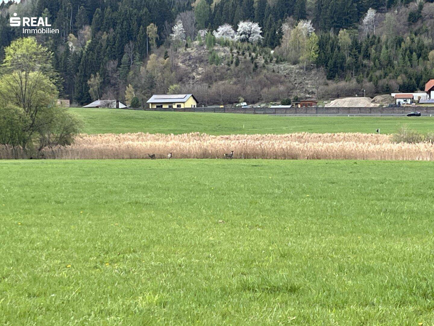 Grüne Wiesen mit Schilf und bewaldeten Hügeln im Hintergrund, einige Häuser sind sichtbar.
