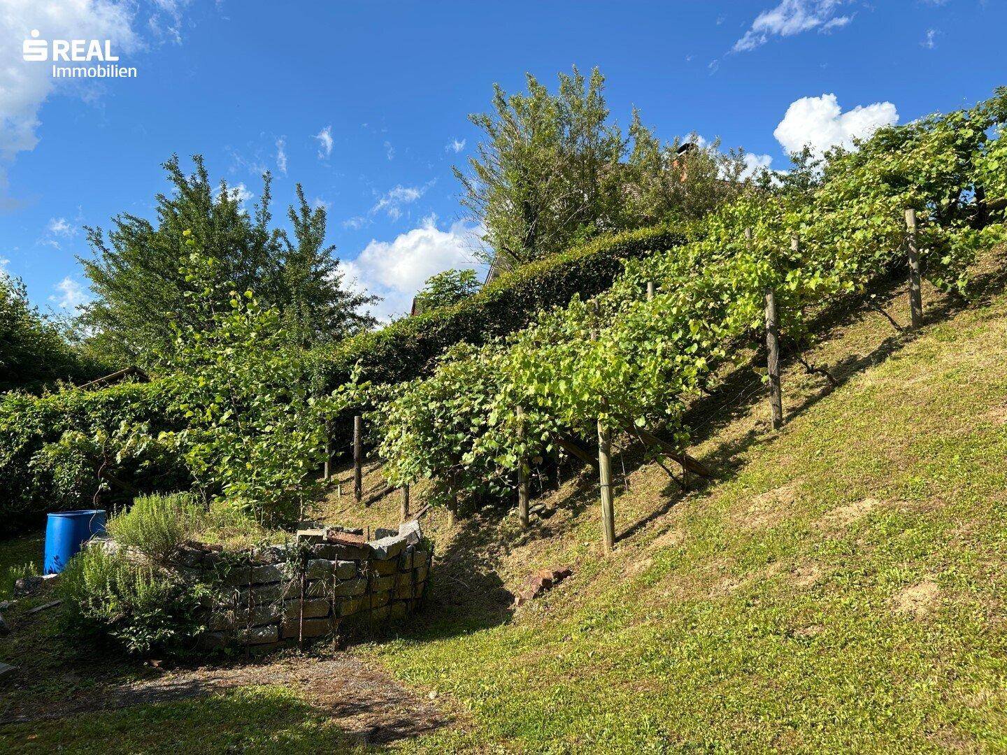 Hanglage im Garten mit gepflegten Weinreben, Rasenflächen und Bäumen unter blauem Himmel.