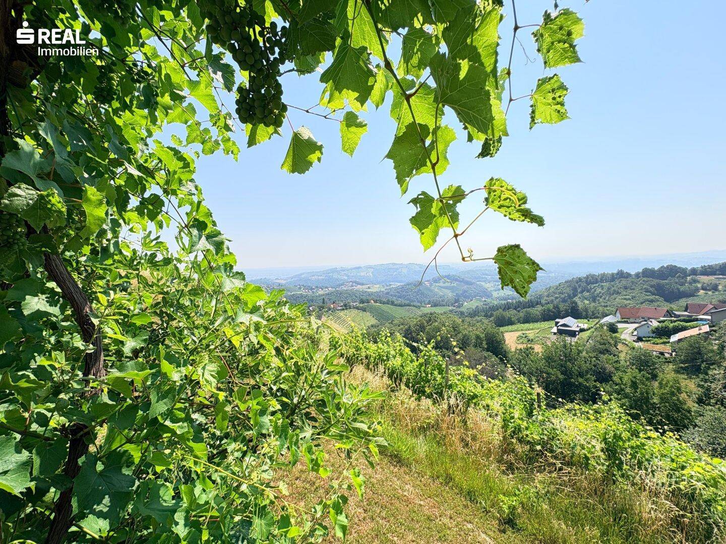 Blick über einen sonnigen Weinberg mit reifen Trauben und einer weiten Hügellandschaft im Hintergrund.