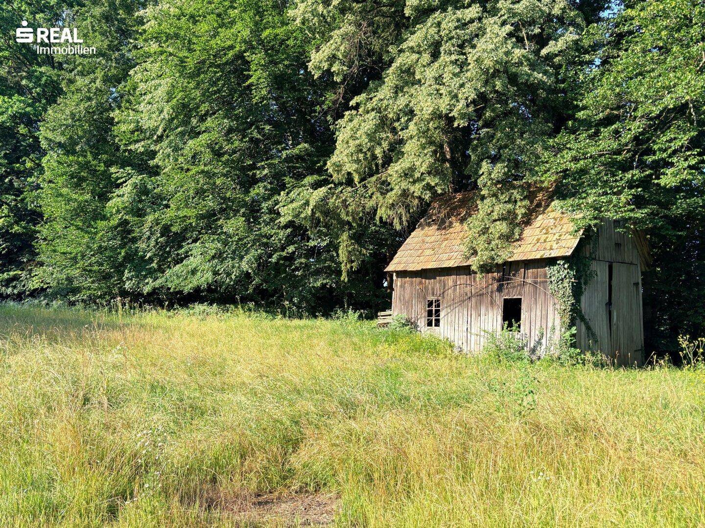 Rustikaler Holzschuppen am Waldrand, umgeben von hohem Gras unter strahlendem Sonnenschein.