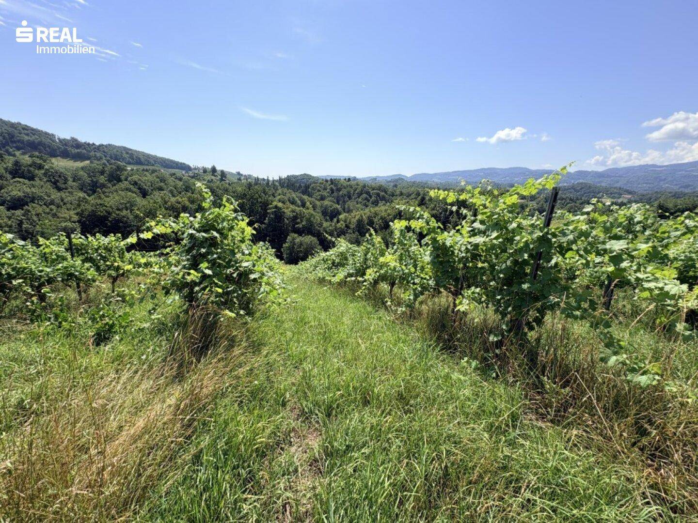 Weitläufige Weinberge mit sanften Hügeln und Wäldern unter einem klaren blauen Himmel.