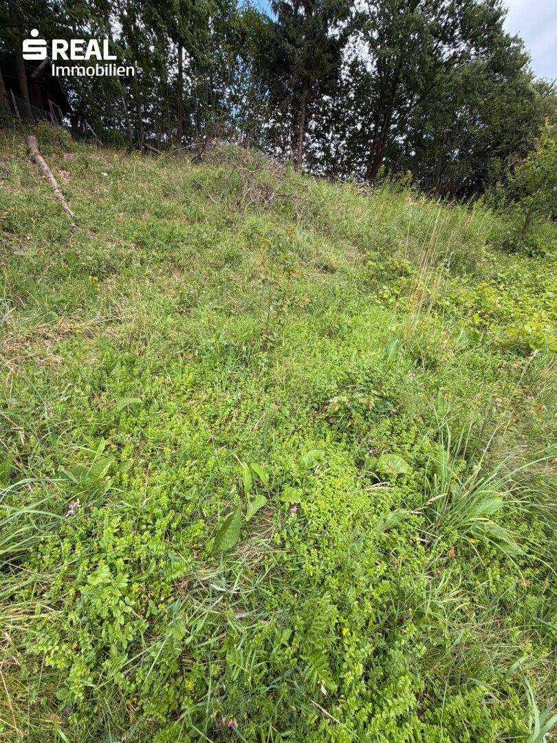 Naturbelassenes Grundstück mit hohem Gras und Bäumen, ideal für die Entwicklung.