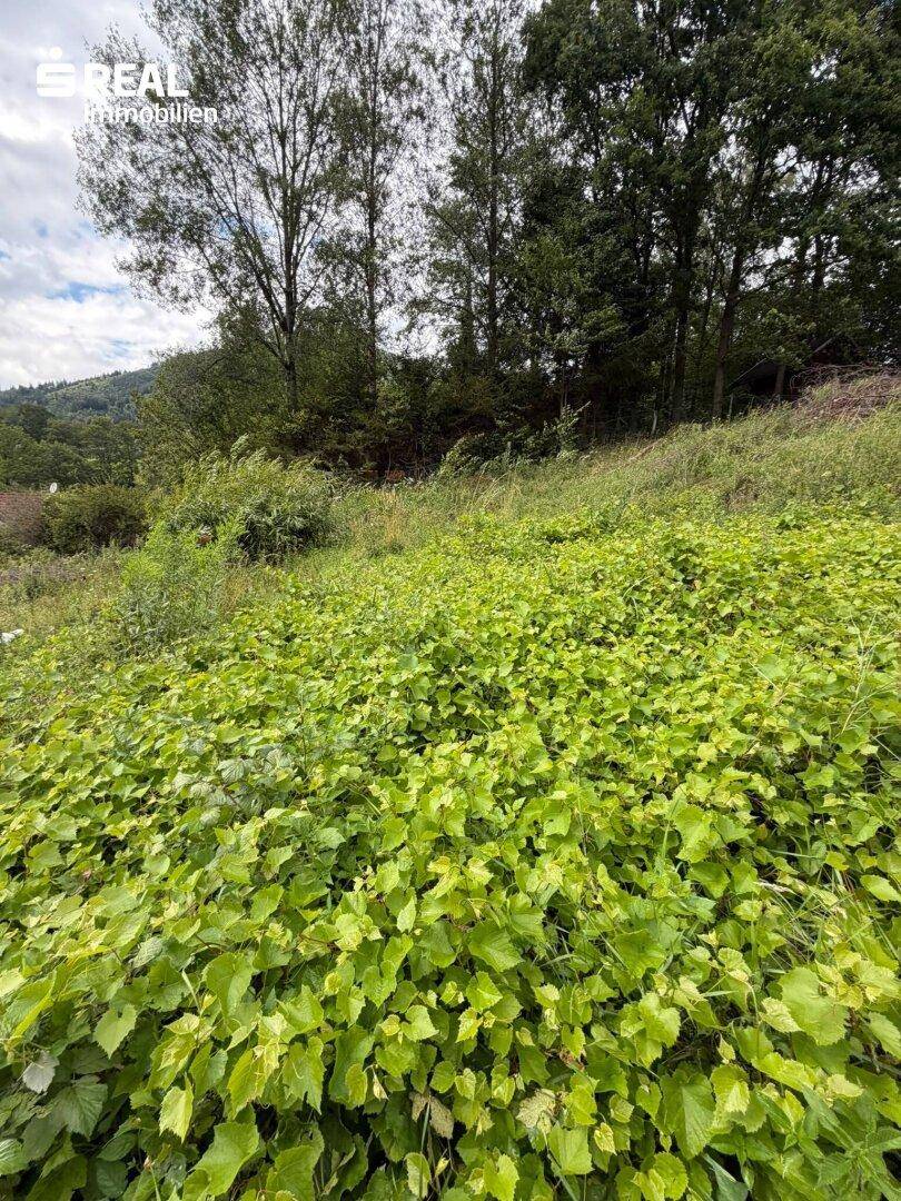 Dichte grüne Vegetation bedeckt einen Hang, mit Bäumen im Hintergrund unter bewölktem Himmel.