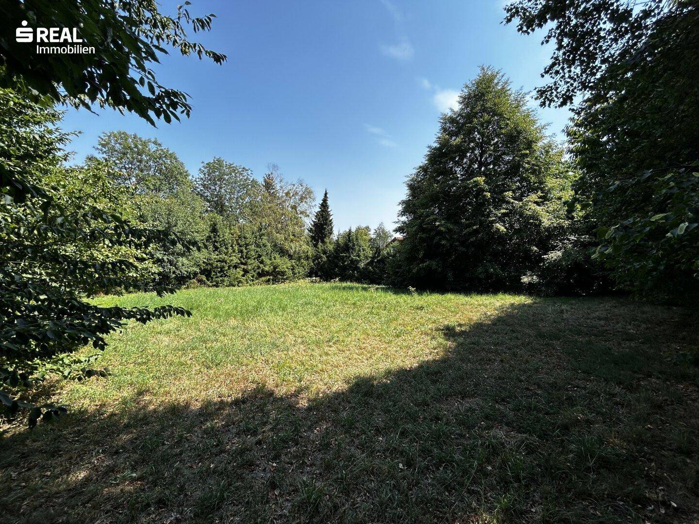 Sonnige Grünfläche umgeben von dichtem Baumbestand, bietet viel Potenzial für Gartengestaltung.