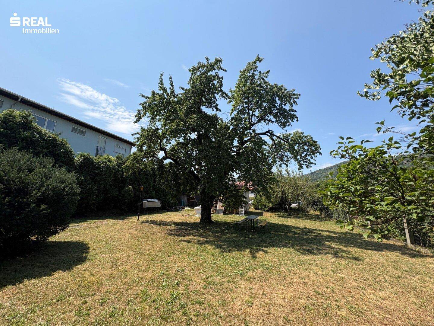 Großer, sonniger Gartenbereich mit altem Obstbaum und viel Grünfläche unter klarem Himmel.