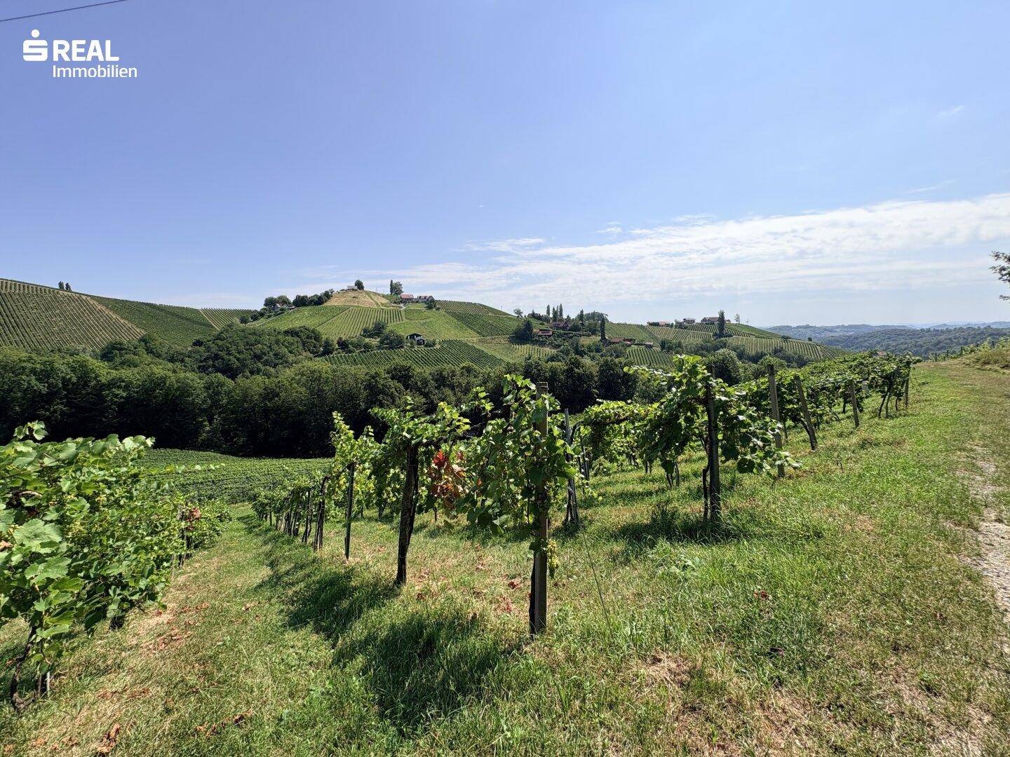 Weitläufige Weinberge unter strahlend blauem Himmel mit sanften Hügeln und Bäumen im Hintergrund.