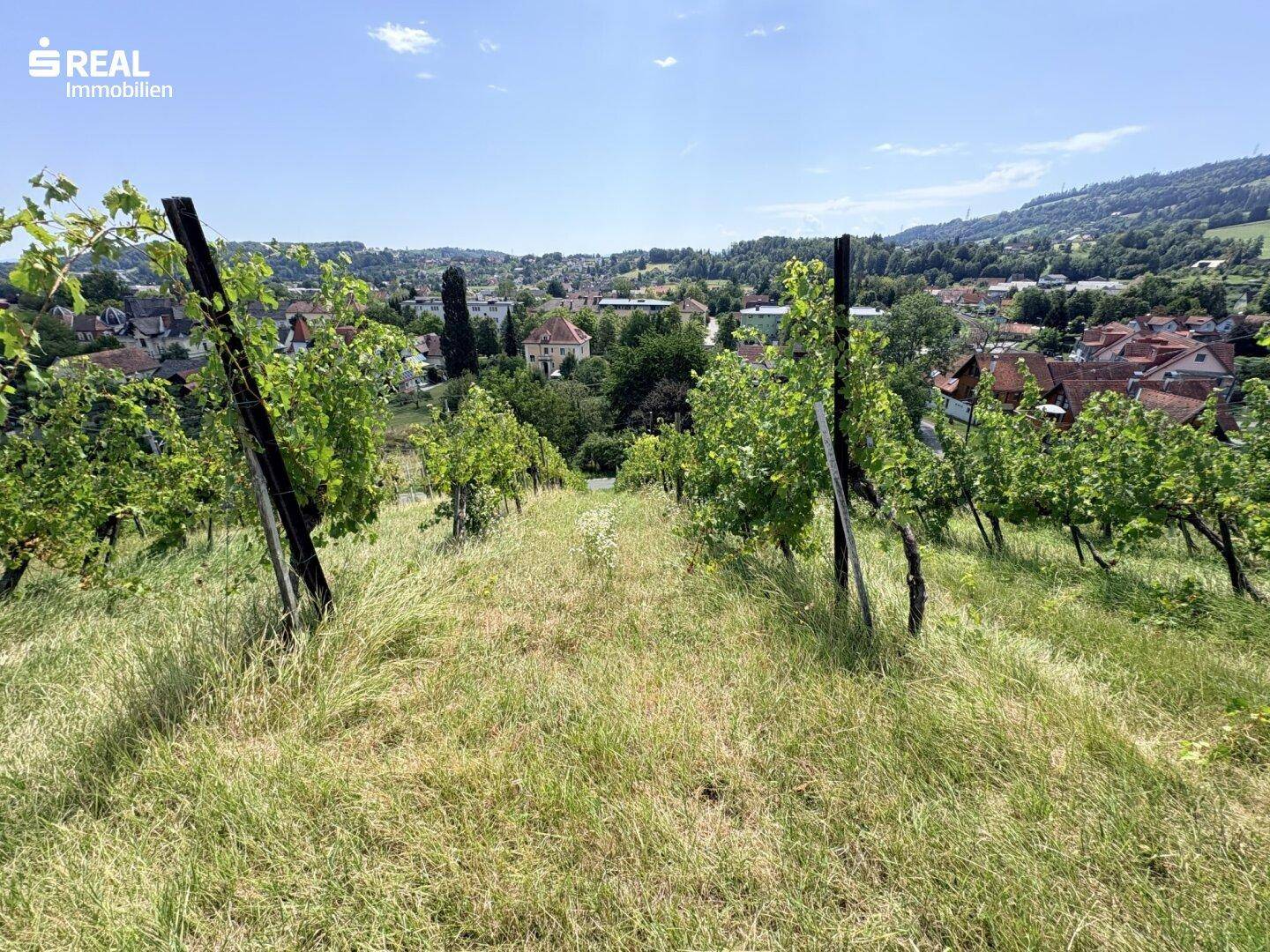 Weinberg mit Blick auf die darunter liegende Ortschaft und grüne Hügel.