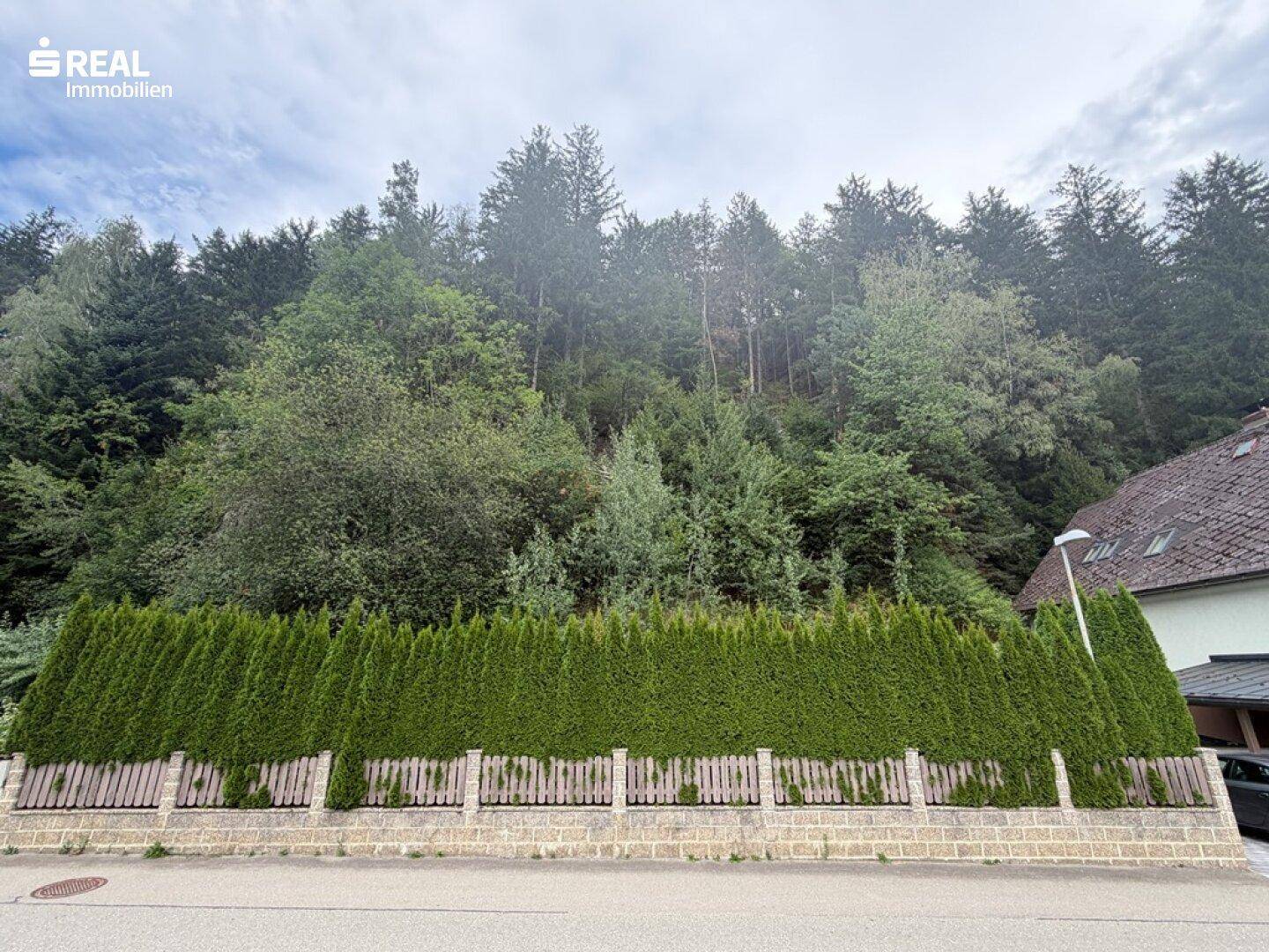 Lange, gepflegte Hecke als Grundstücksbegrenzung vor einem bewaldeten Hintergrund.