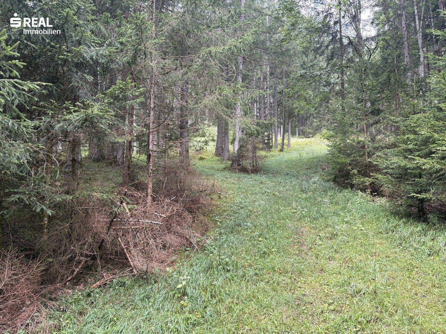 Eine moosbewachsene Lichtung im Wald, umgeben von hohen Bäumen und Unterholz.