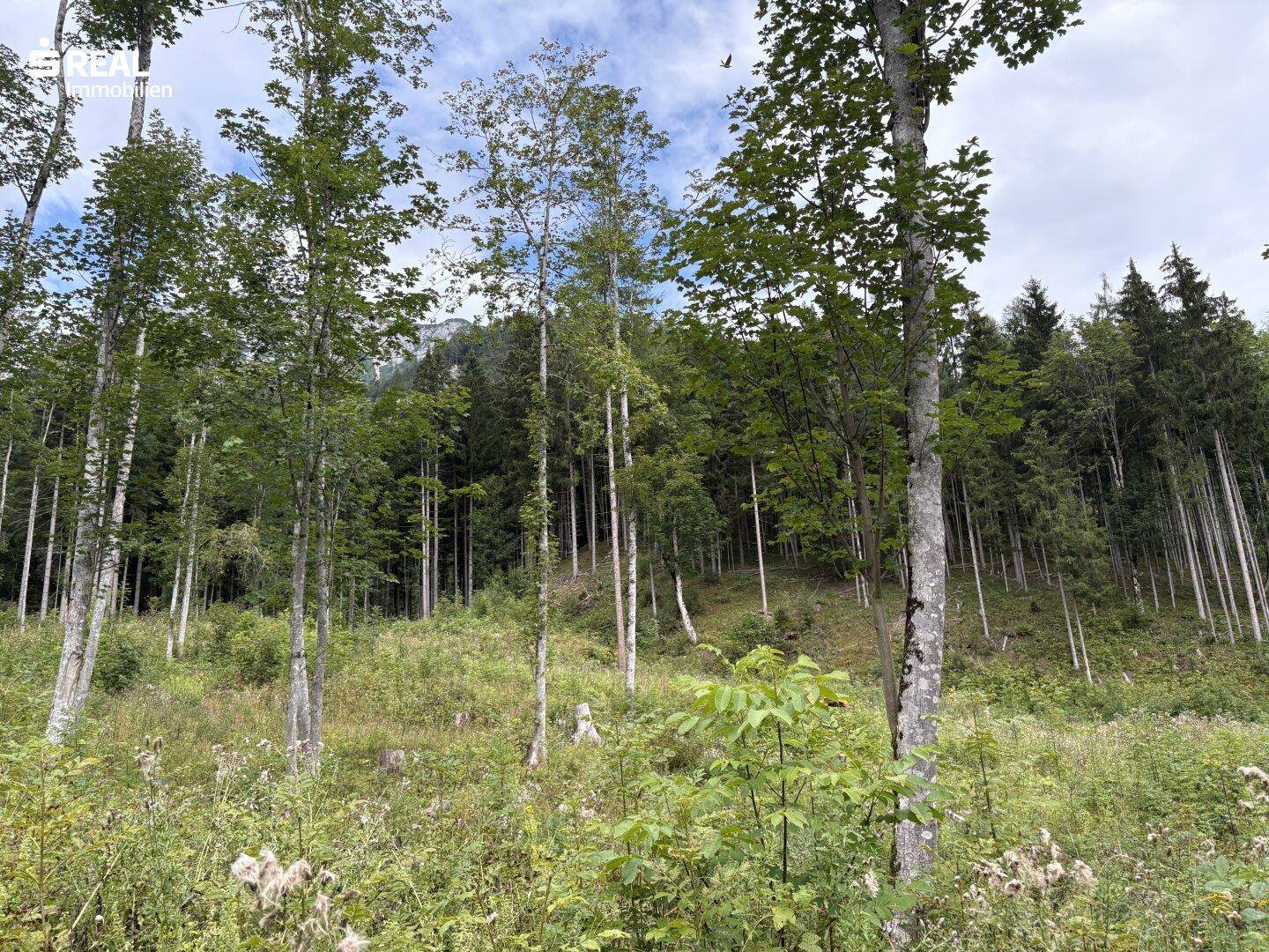 Eine Waldlichtung mit jungen Bäumen und einem fernen Bergblick durch das Blätterdach.