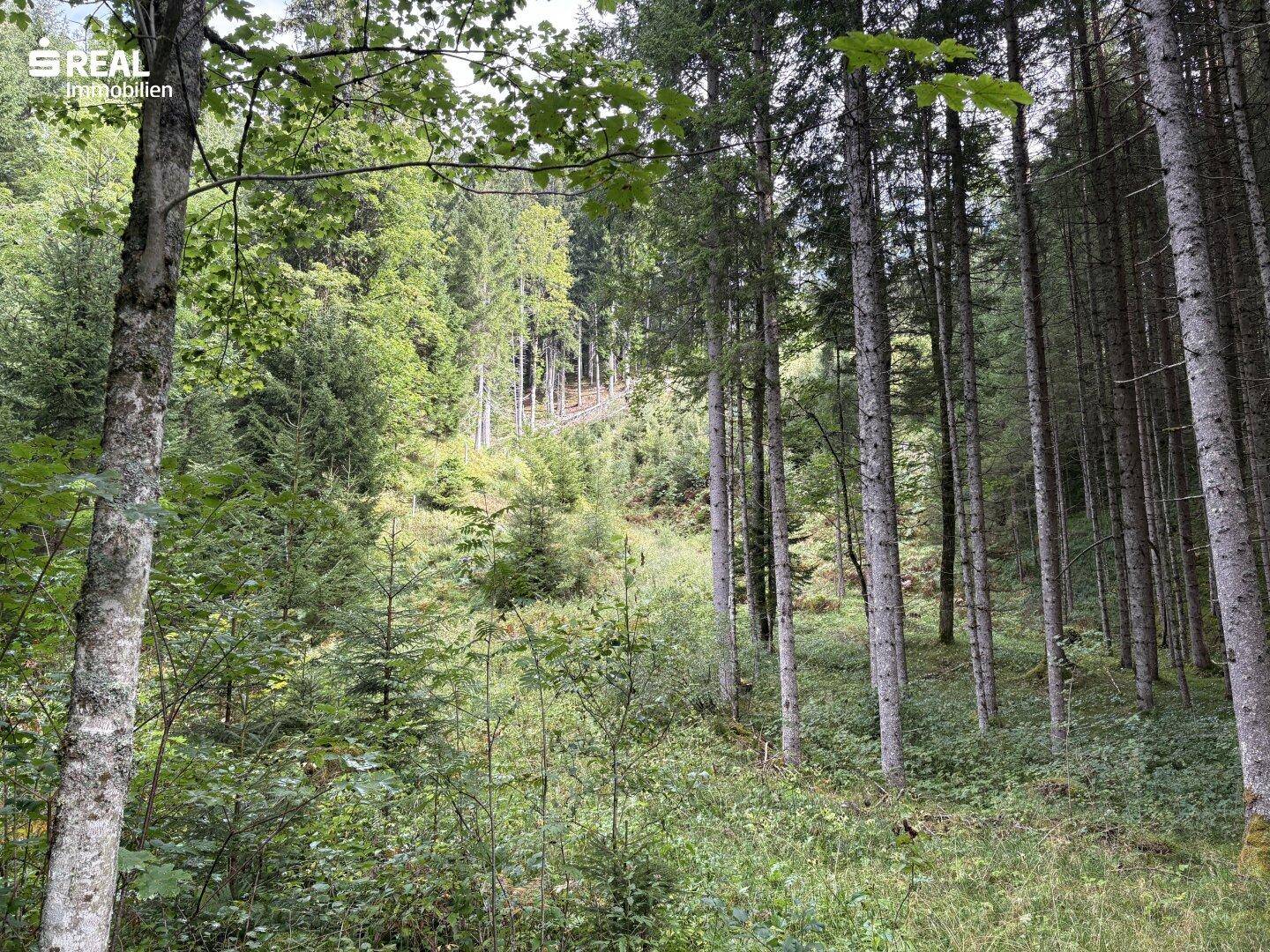 Dichter Wald mit einer helleren Lichtung am Hang im Hintergrund, umgeben von hohen Bäumen.