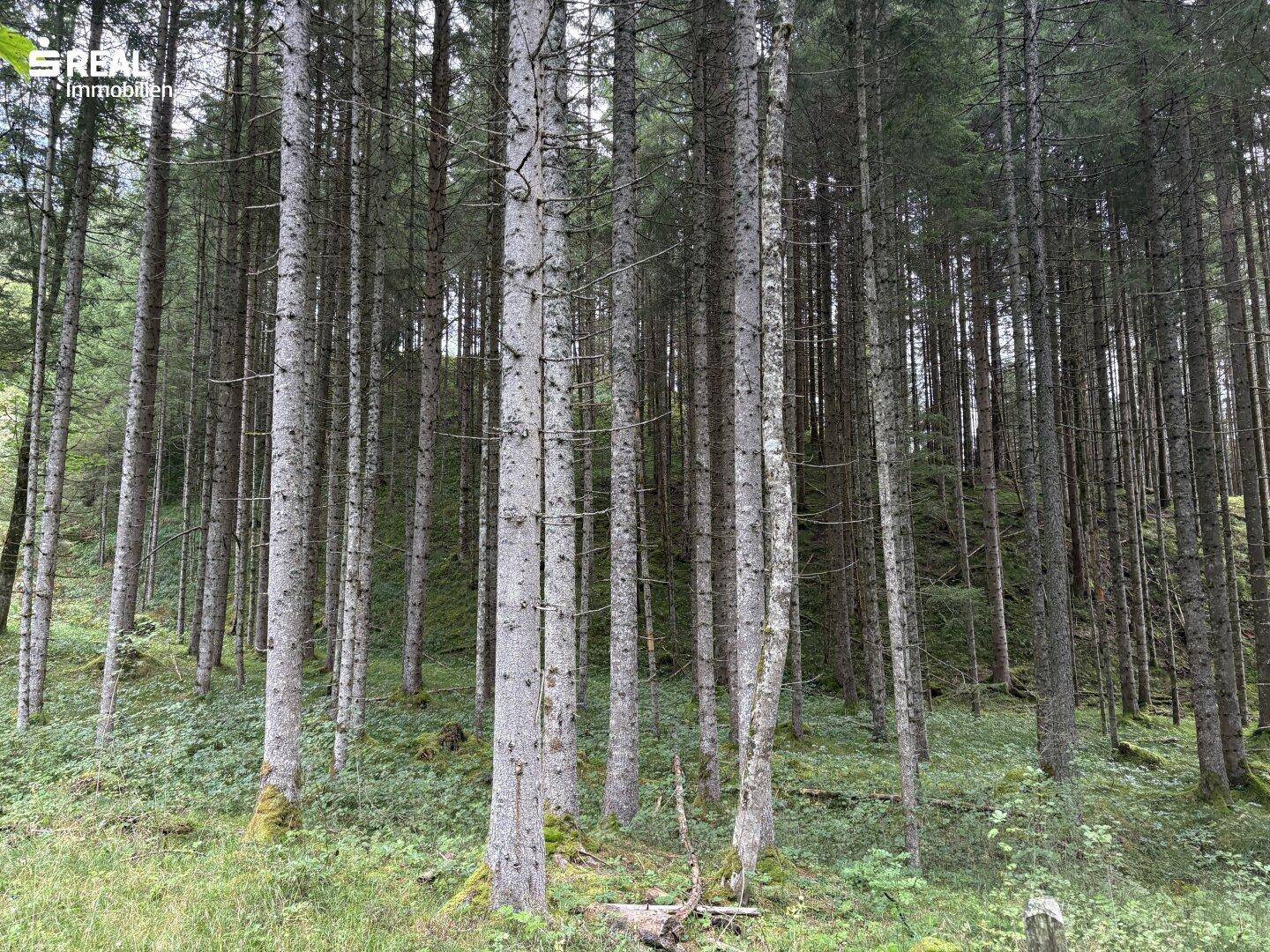 Ein dichter Bestand hoher, schlanker Bäume im Wald, mit Moos und Unterholz am Boden.