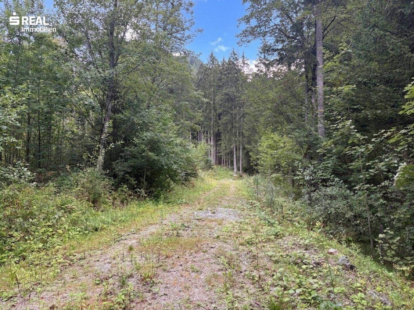 Ein unbefestigter Weg schlängelt sich durch einen dichten, grünen Wald mit hohen Bäumen.