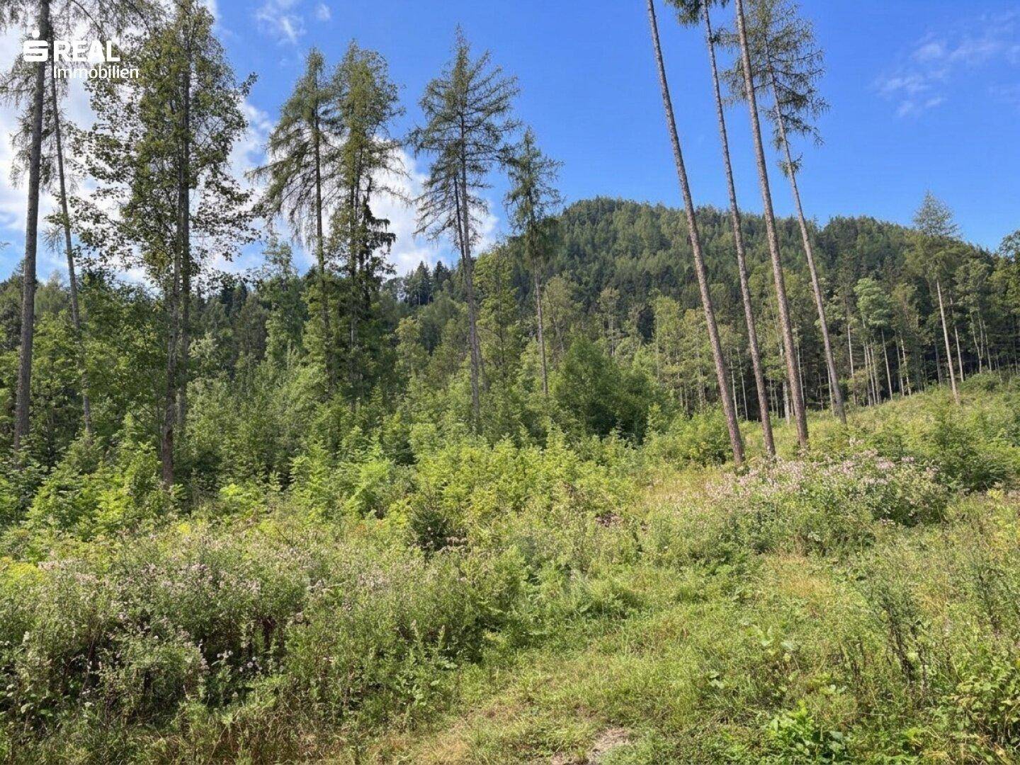 Eine Lichtung im Wald mit jungen Bäumen und üppigem Grün, umgeben von bewaldeten Hügeln.
