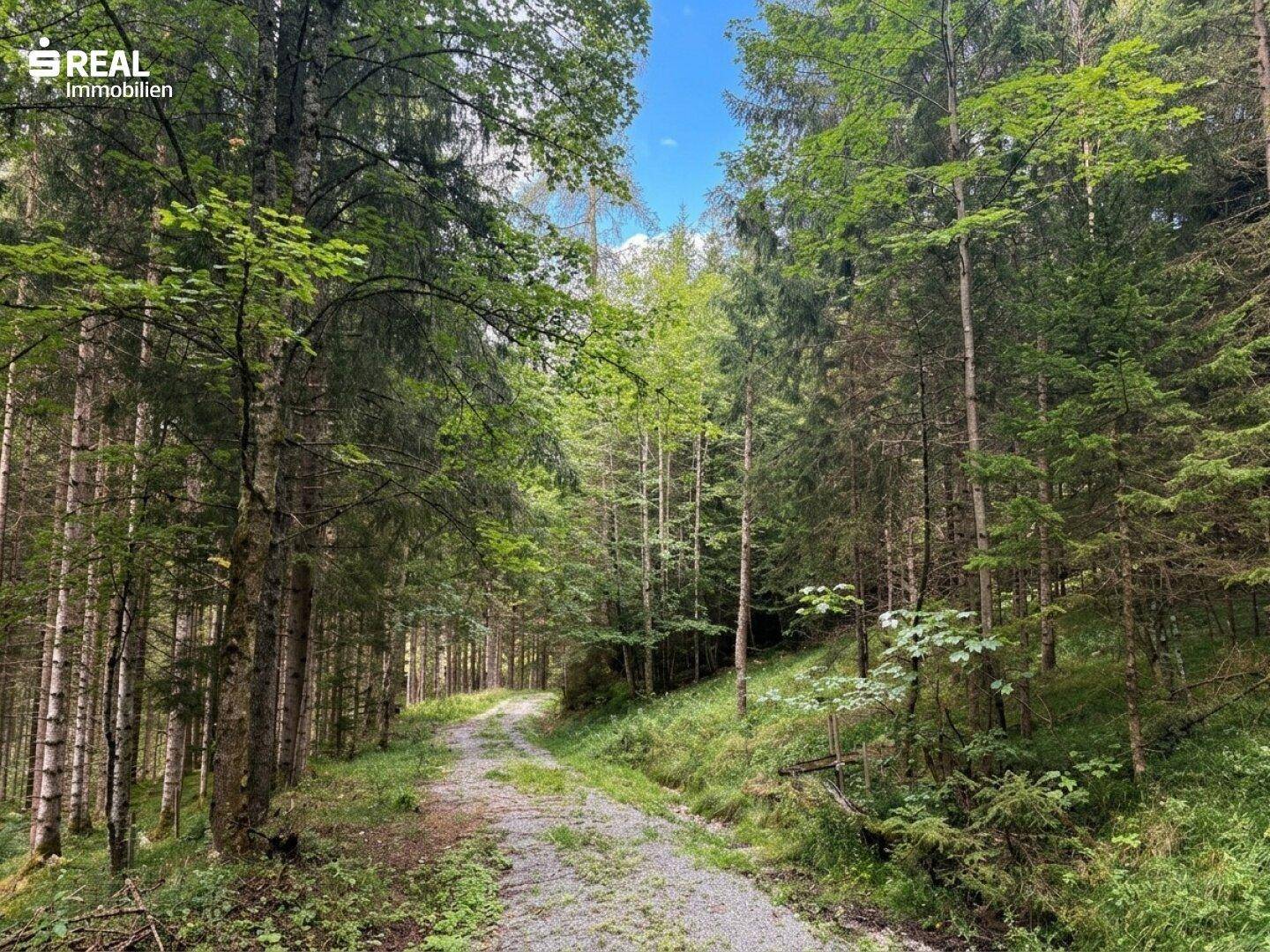 Ein schmaler Waldweg führt tief in den dichten Nadelwald hinein, umgeben von hohen Bäumen.