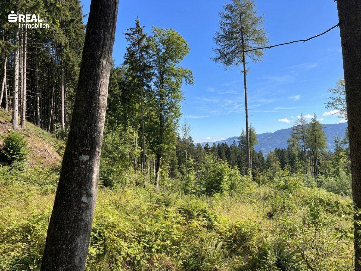 Blick aus dem Wald auf eine weite Landschaft mit fernen Bergen und bewaldeten Hügeln.