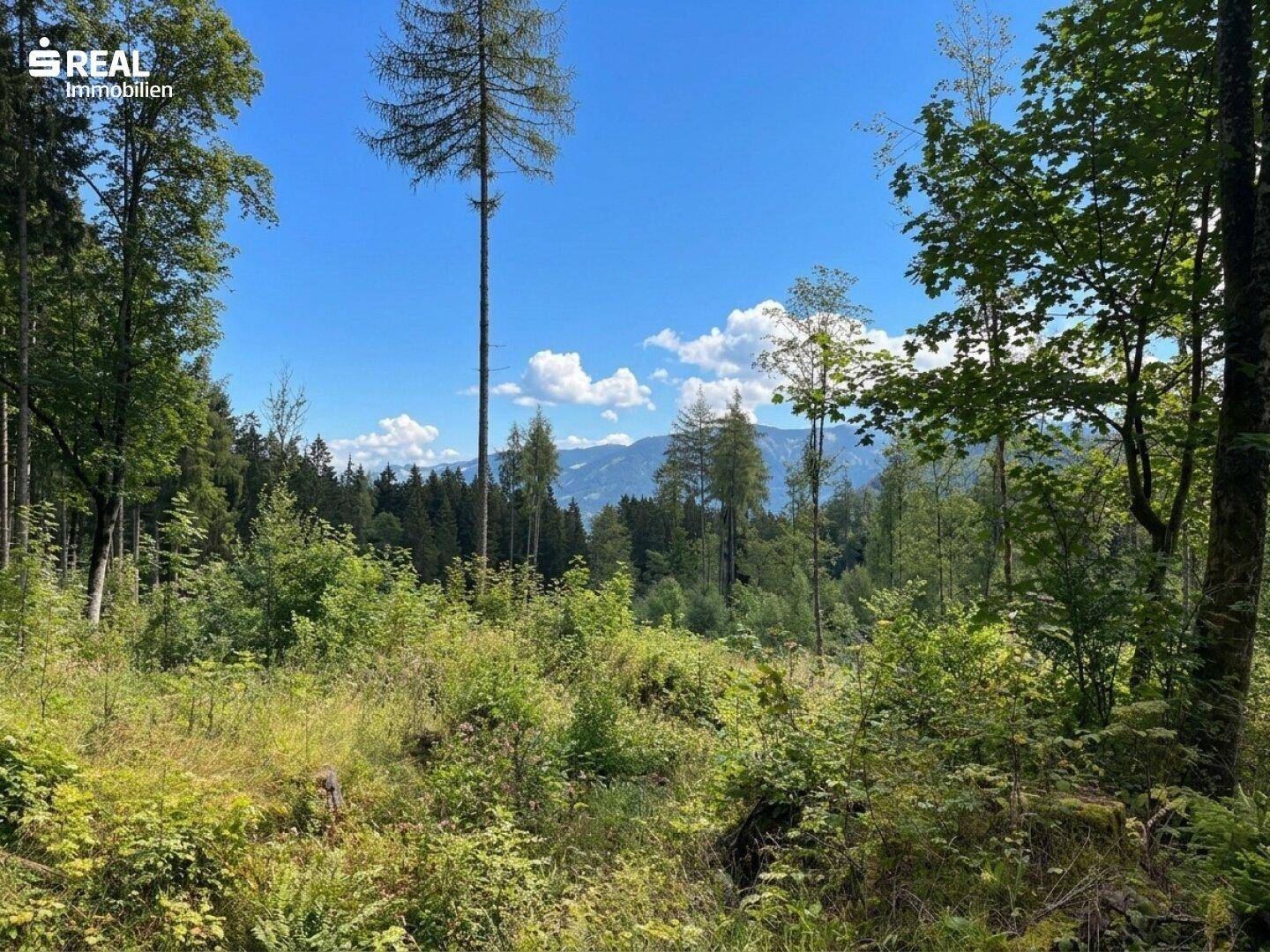 Eine sonnige Waldlichtung mit Blick auf ferne Berge und einen blauen Himmel mit Wolken.