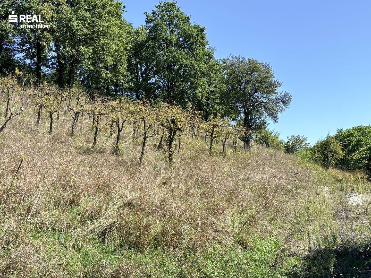Hügelige Landschaft mit trockener Vegetation und vereinzelten Bäumen unter klarem Himmel.