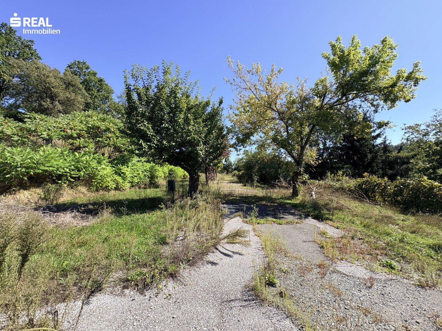 Naturbelassener Außenbereich mit Schotterweg, umgeben von Bäumen und wilder Vegetation.