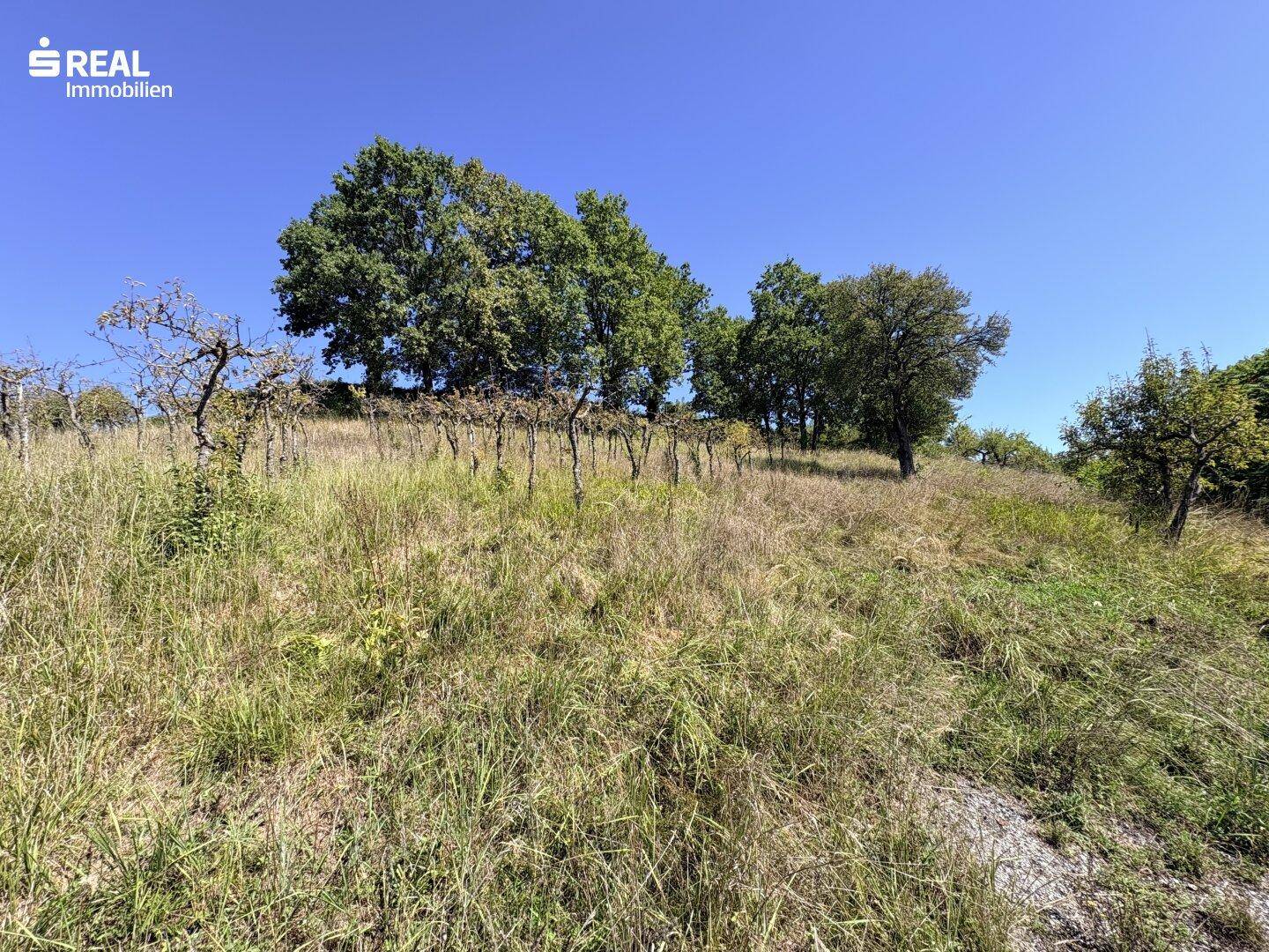 Weitläufige, grüne Hügellandschaft mit Bäumen und trockenem Gras unter blauem Himmel.