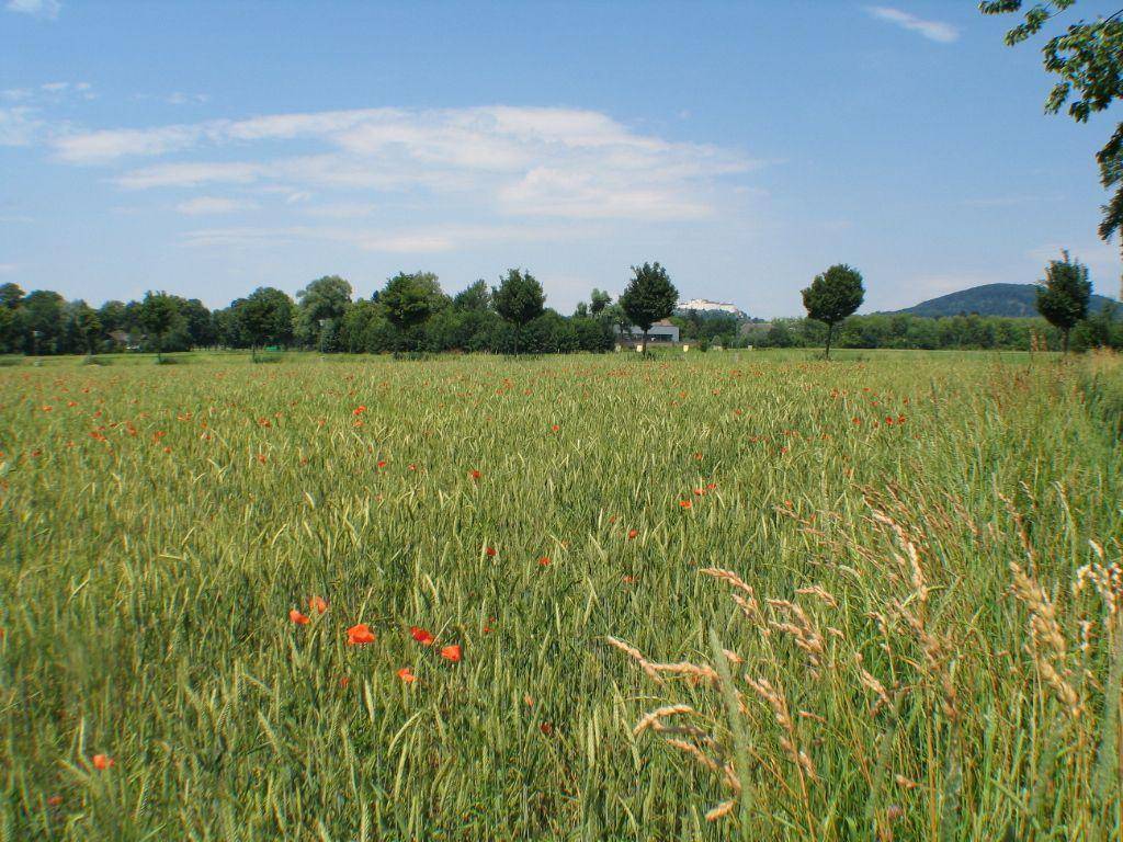Weites Feld mit roten Mohnblumen und grünen Pflanzen unter einem weiten blauen Himmel.