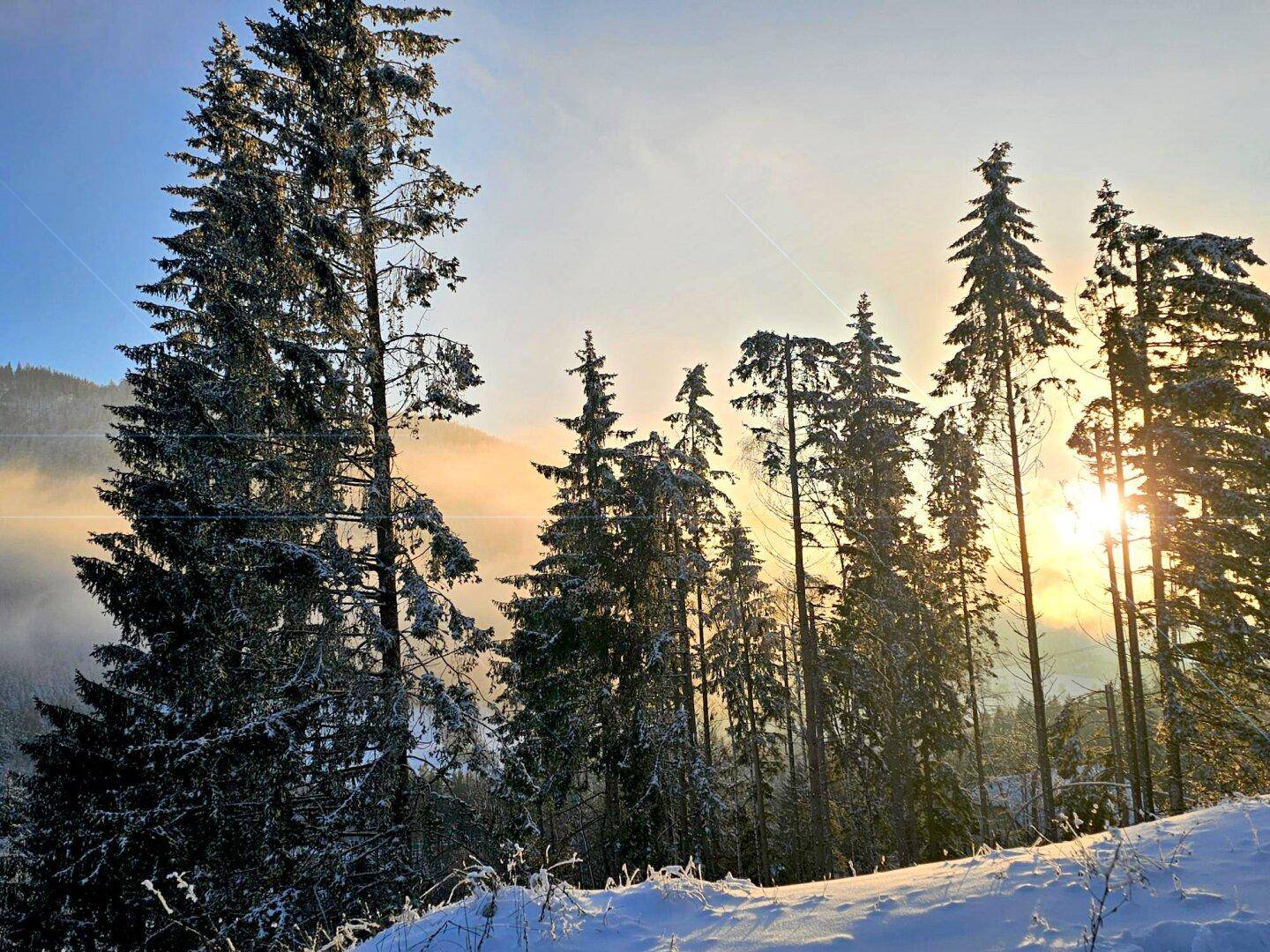 Verschneite Tannenbäume im Sonnenlicht mit nebliger Bergkulisse im Hintergrund.