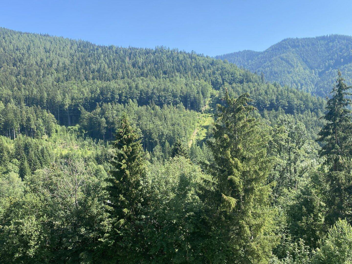 Panoramablick auf dichte Wälder und grüne Berge unter klarem Himmel.