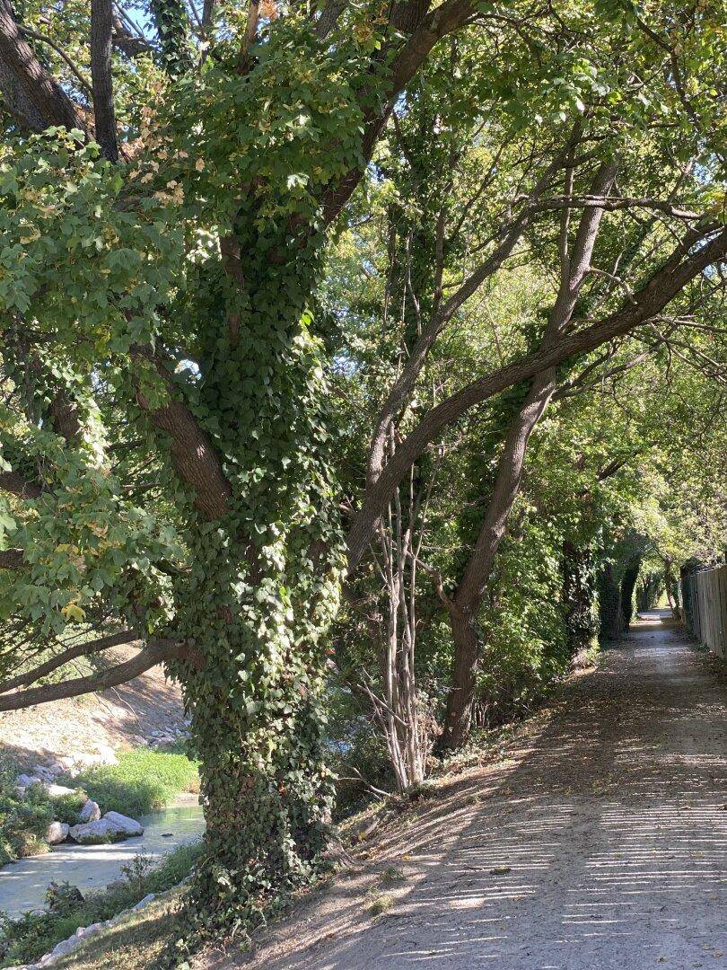 Naturbelassener Weg entlang eines kleinen Baches, gesäumt von Bäumen und üppigem Grün.
