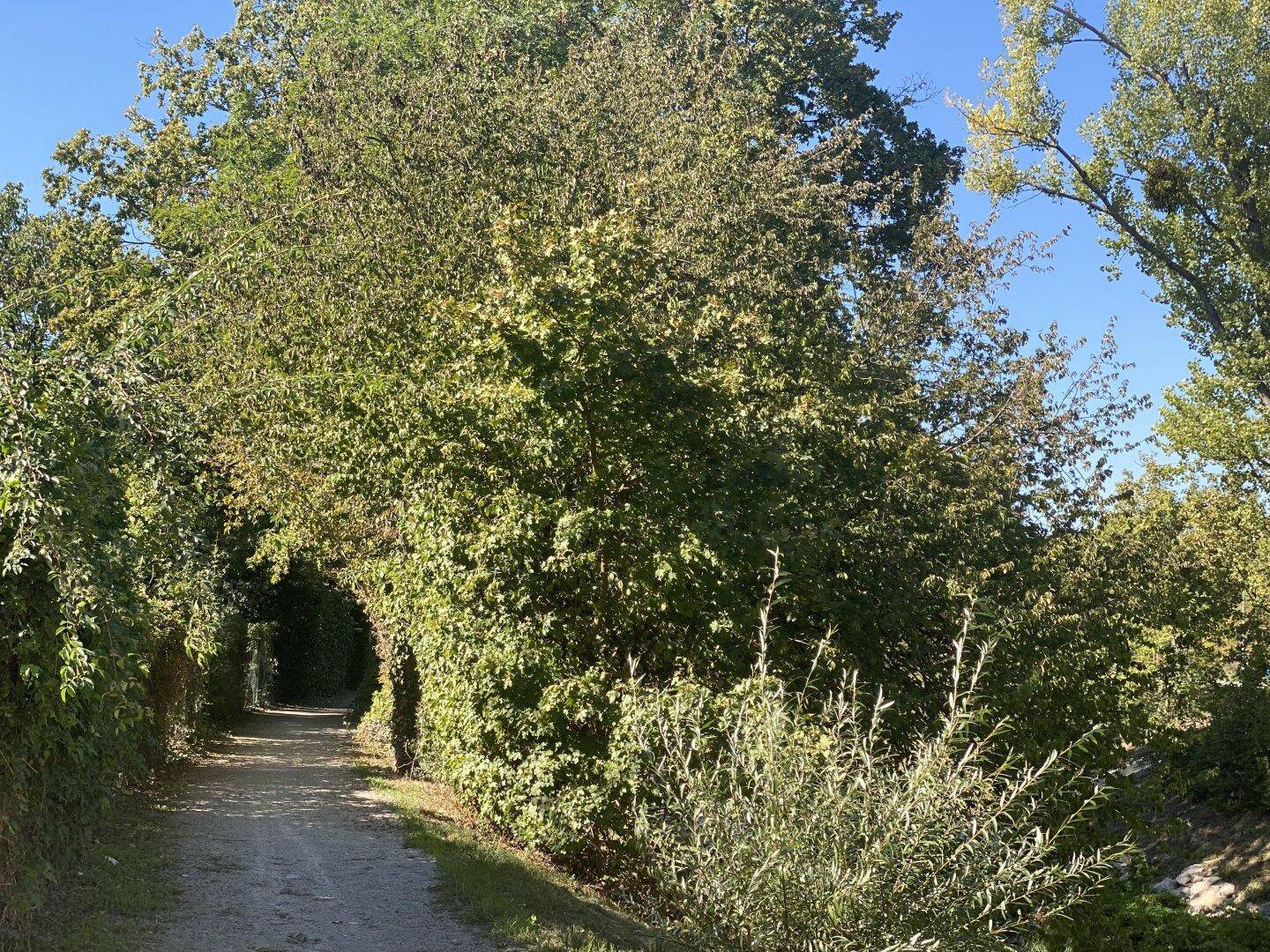Natürlicher Weg umgeben von dichtem Grün und Bäumen, ideal für Spaziergänge in der Natur.