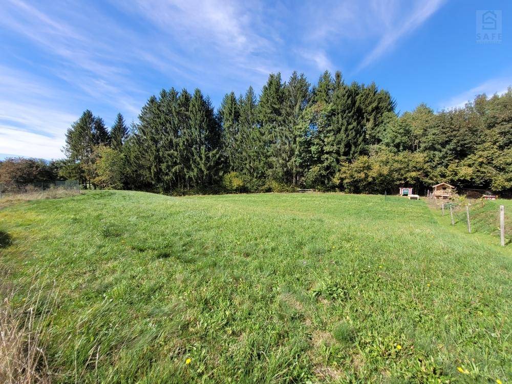 Weitläufige grüne Wiese mit hohen Nadelbäumen im Hintergrund unter einem strahlend blauen Himmel.
