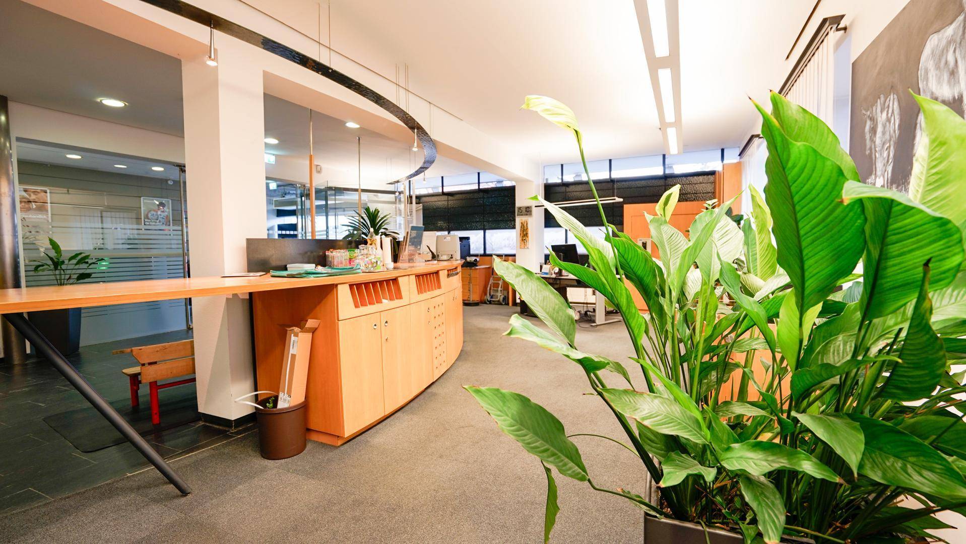 Offener Bürobereich mit Holztheke, vielen Pflanzen und Arbeitsplätzen im Hintergrund.