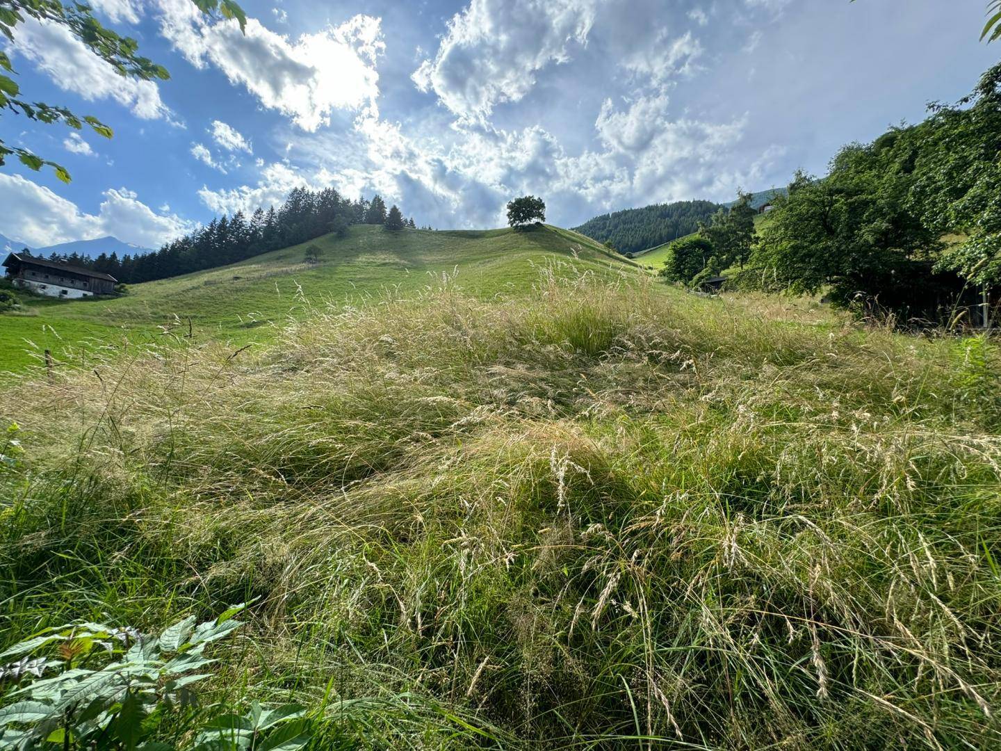 Weite grüne Wiesen und Hügel unter einem bewölkten Himmel, mit einem Baum am Horizont.