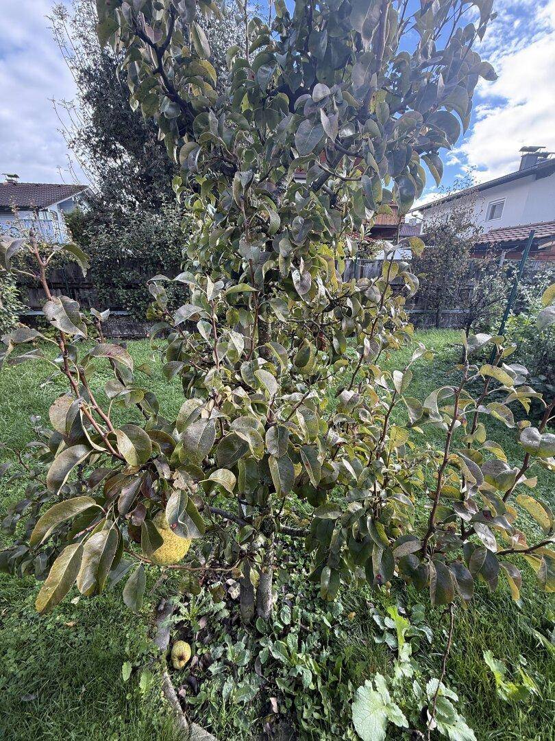 Nahaufnahme eines Obstbaumes mit reifen Früchten in einem grünen Garten.